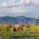 Parque Nacional Zambezi Inferior