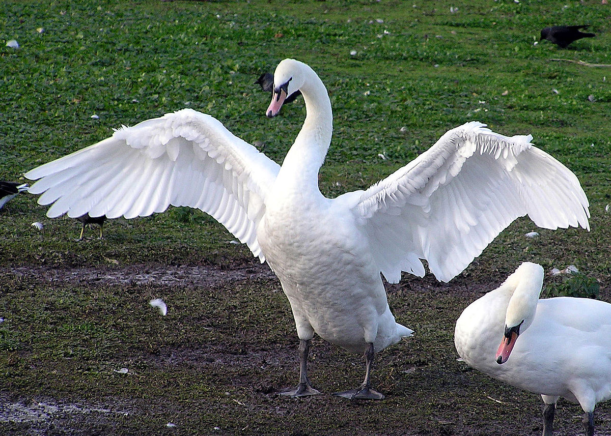  El cisne blanco de Dinamarca